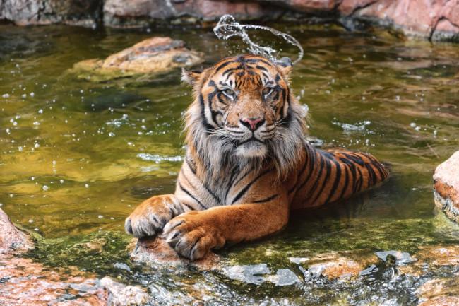 Обои картинки фото животные, тигры, вода
