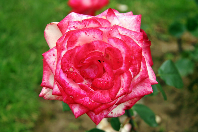 Обои картинки фото цветы, розы, бутон, лепестки, роза