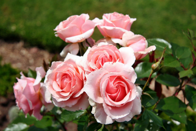 Обои картинки фото цветы, розы, бутон, лепестки, роза