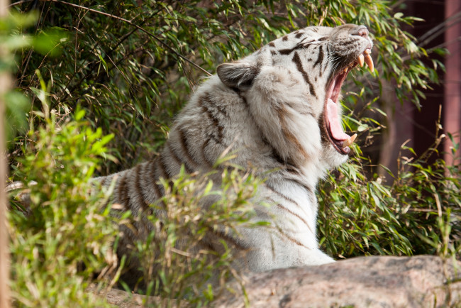 Обои картинки фото животные, тигры, пасть, зевает, белый, тигр, профиль, клыки