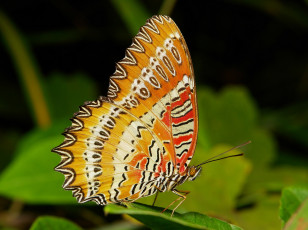 Картинка животные бабочки itchydogimages усики узоры макро крылья бабочка