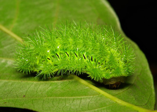 Картинка животные гусеницы макро itchydogimages john horstman гусеница лист зелёная