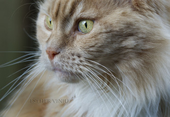Картинка животные коты взгляд усы рыжий коте кот кошка киса ушки