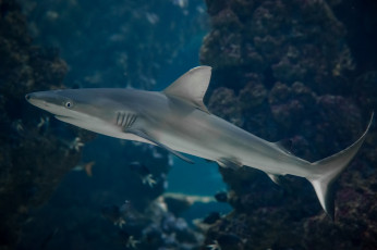Картинка животные акулы хищник плавники