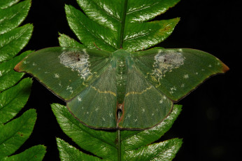 Картинка животные бабочки бабочка itchydogimages лист макро усики крылья зелёная