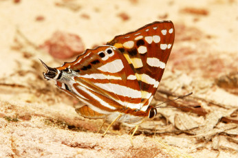 Картинка животные бабочки itchydogimages усики крылья бабочка макро