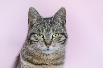 Картинка животные коты кот портрет полосатый фон серый