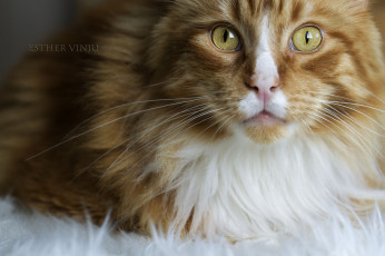 Картинка животные коты коте кот кошка усы ушки киса рыжий взгляд