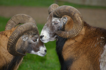 Картинка животные козы рога козлы двое