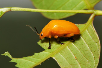 Картинка животные насекомые крылья оранжевый макро листья усики жук itchydogimages насекомое