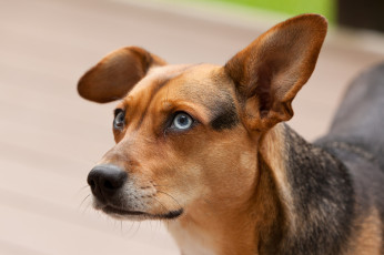 Картинка животные собаки портрет коричневая собака взгляд