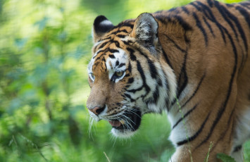 Картинка животные тигры хищник морда кошка