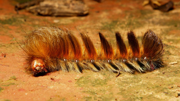 Картинка животные гусеницы макро гусеница мохнатая itchydogimages