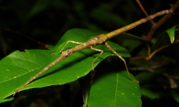 Картинка животные насекомые макро зелёные насекомое itchydogimages листья