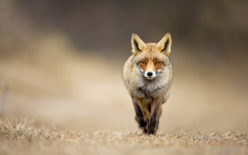 Картинка животные лисы взгляд трава лиса