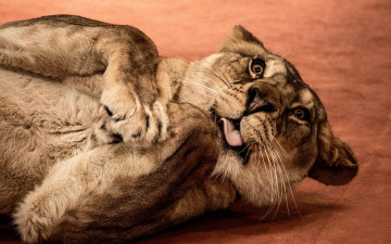 Картинка животные львы кошка зверь лев