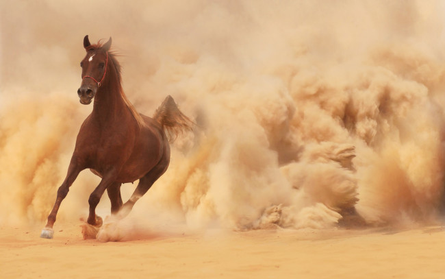 Обои картинки фото животные, лошади, пыль, бег, лошадь