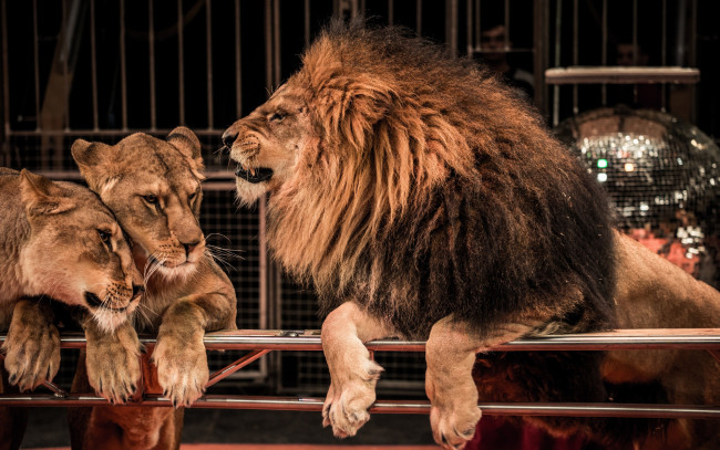 Обои картинки фото животные, львы, звери, ограда, цирк
