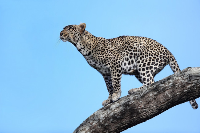 Обои картинки фото животные, леопарды, дерево, танзания, леопард, хищник, взгляд, африка