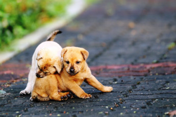 Картинка животные собаки игра щенки плитка