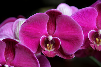 Картинка цветы орхидеи малиновый орхидея макро лепестки