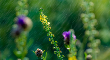 Картинка цветы луговые+ полевые +цветы луг дождь трава