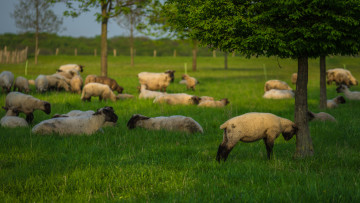 Картинка животные овцы +бараны луг дерево
