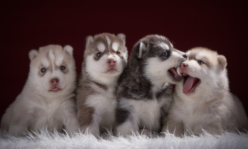 Картинка животные собаки забавные языки хаски щенки квартет