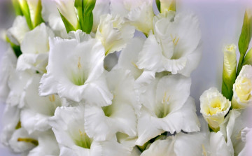 Картинка цветы гладиолусы гладиолус макро белый