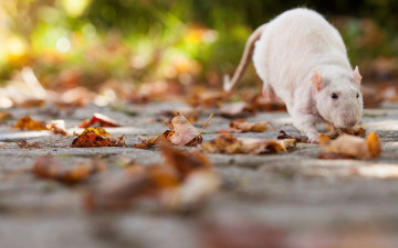 Картинка животные крысы +мыши крыска крыса листья грызун