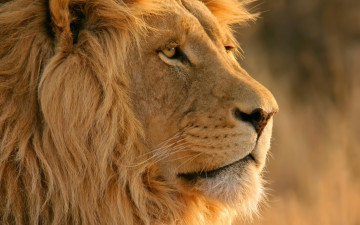 Картинка животные львы грива голова лев взгляд