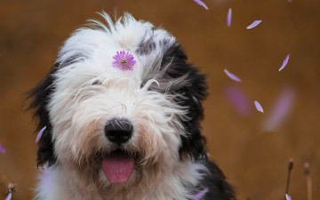 Картинка животные собаки собака староанглийская овчарка бобтейл лепестки цветочек морда