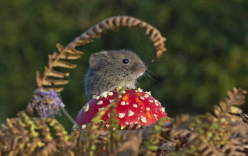 Картинка животные крысы +мыши гриб мышонок мышь мухомор