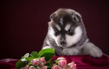 Картинка животные собаки пятнистый черно-белый розы хаски ткань щенок