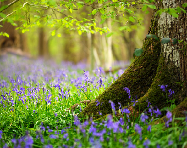 Обои картинки фото цветы, колокольчики, весна, дерево, лес