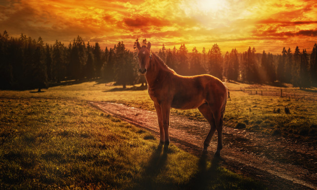Обои картинки фото животные, лошади, лошадь, конь, пейзаж, природа, закат