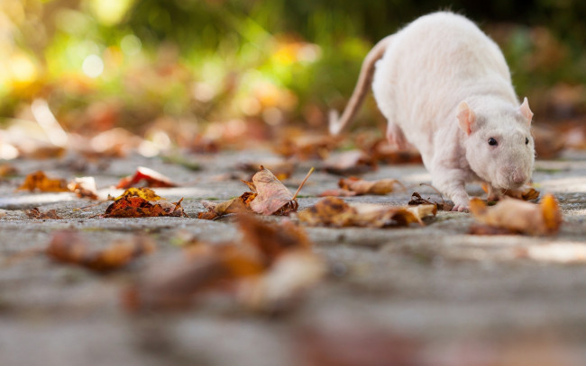 Обои картинки фото животные, крысы,  мыши, крыска, крыса, листья, грызун