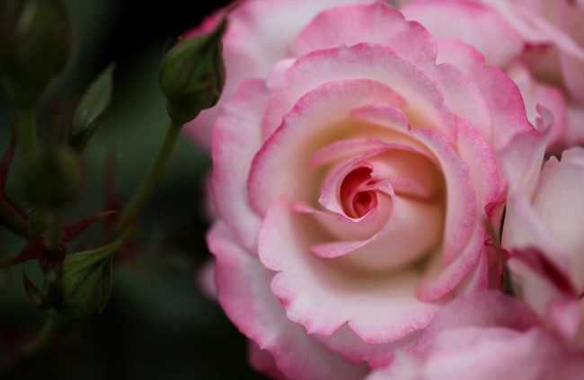 Обои картинки фото цветы, розы, макро, роза, розовый, бутон