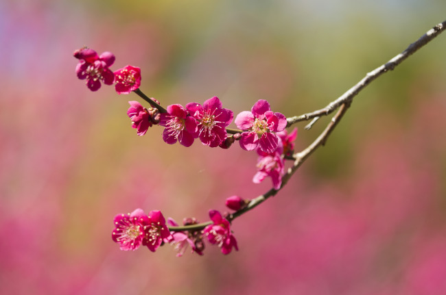 Обои картинки фото цветы, цветущие деревья ,  кустарники, весна, ветка