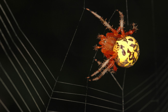 Обои картинки фото животные, пауки, макро, паук, ночь, паутина