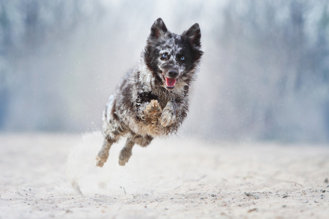 Обои картинки фото животные, собаки, бег, собака, прыжок