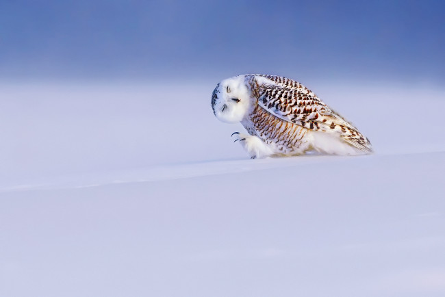 Обои картинки фото животные, совы, зима, полярная, сова, белая, свет, снег, птица