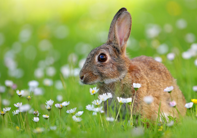 Обои картинки фото животные, кролики,  зайцы, луг, заяц, цветы
