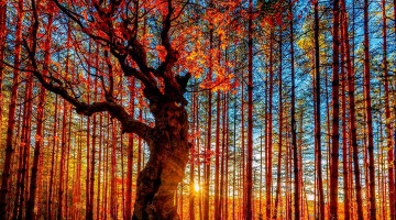 Картинка природа лес осень деревья солнце листва