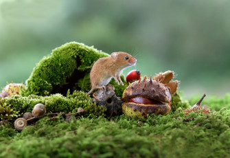 Картинка животные крысы +мыши каштан грызун мох