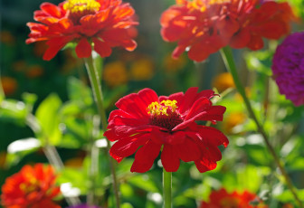 Картинка цветы цинния однолетники лето красота красный цвет дача август позитив цинии флора природа растения
