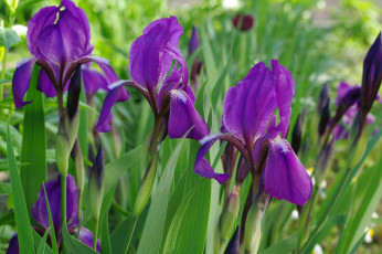 Картинка цветы ирисы май красота флора фиолетовый цвет растения природа
