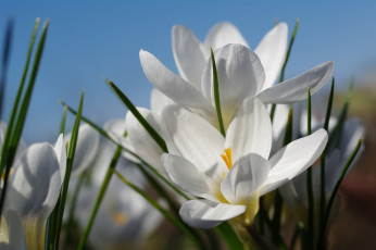 Картинка цветы крокусы весна первоцветы флора шафран апрель дача красота луковичные белый цвет растения природа радость макро нежность