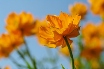 Картинка цветы купальница весна дача жарки многолетники флора растения природа позитив первоцветы оранжевый цвет небо май красота купальницы