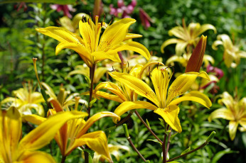 Картинка цветы лилии +лилейники тычинки растения природа пестики луковичные флора лето дача жёлтый цвет июль красота